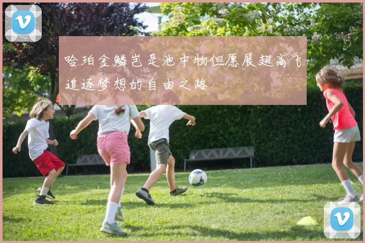 哈珀金鳞岂是池中物但愿展翅高飞追逐梦想的自由之路